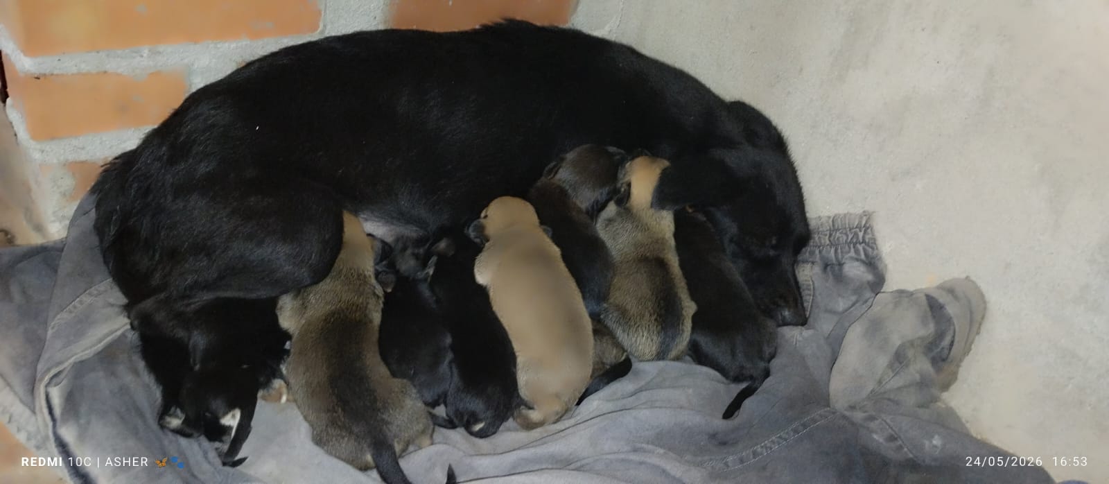 Rescataron a una perra y 16 cachorros que fueron abandonados en Santiago de Liniers: buscan a los responsables 5
